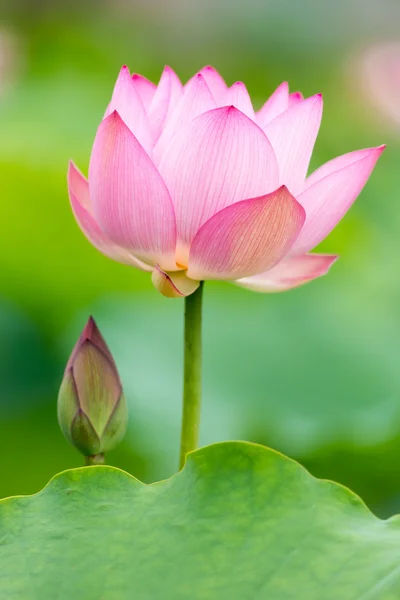 Roze lotus Rechtenvrije Stockfoto's