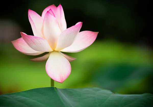 Roze lotus Stockfoto