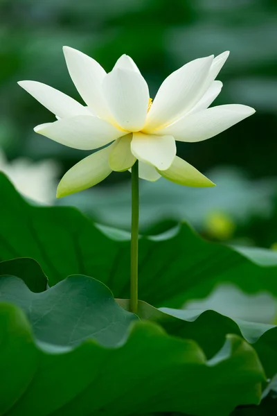 Witte lotus Stockafbeelding