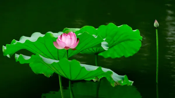 Roze lotus Rechtenvrije Stockafbeeldingen