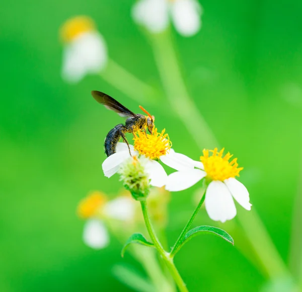 Bi på blomma — Stockfoto