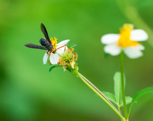 Abeille sur fleur — Photo