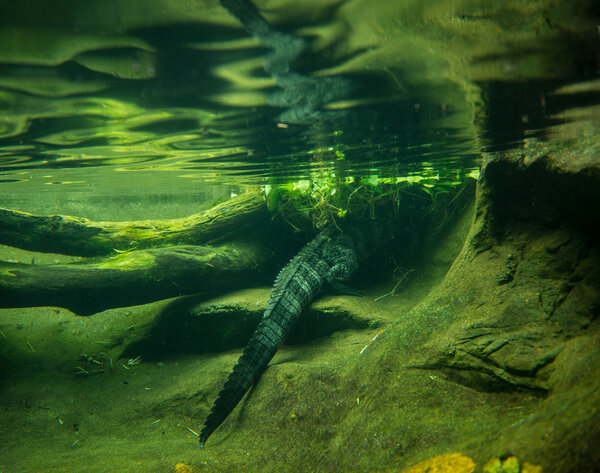 A crocodile is hiding under the water.