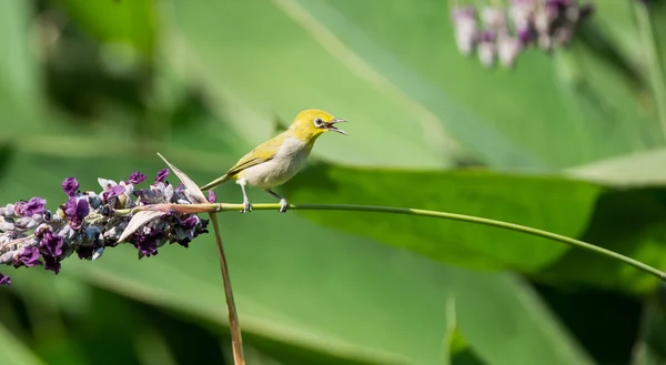Singing bird — Stock Photo, Image