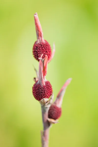 Canna — Stock Photo, Image