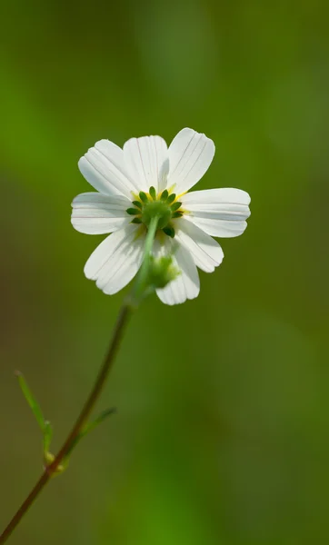 하나의 꽃 — 스톡 사진