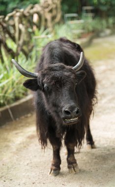 siyah yak