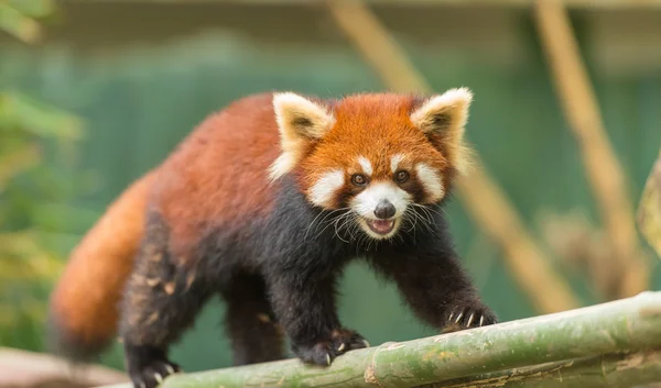 Ailurus fulgens