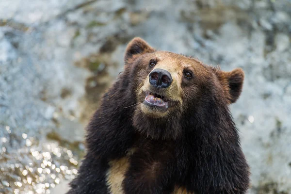 Cabeça de urso — Fotografia de Stock