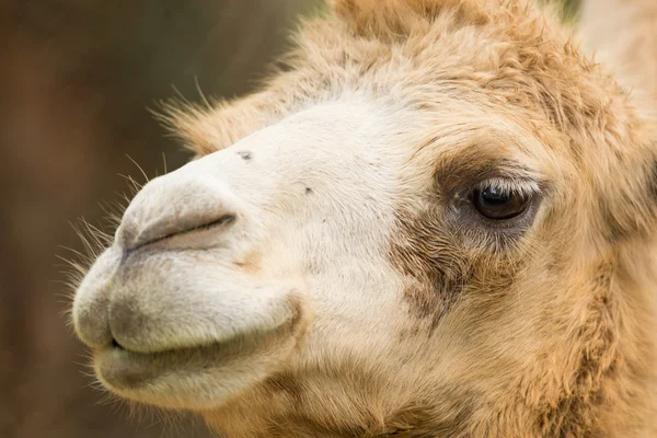 Cabeça de camelo — Fotografia de Stock