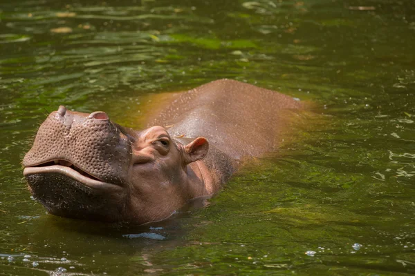 Hippopotamus — Stock Photo, Image