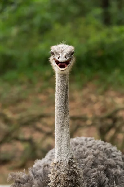 Smile Struthio camelus — Stock Photo, Image