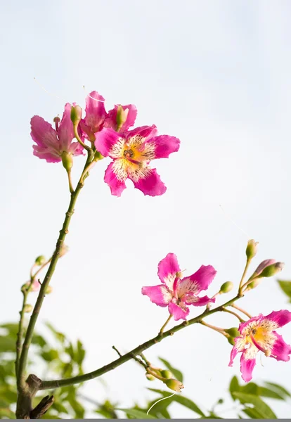 Kinesiska redbud — Stockfoto