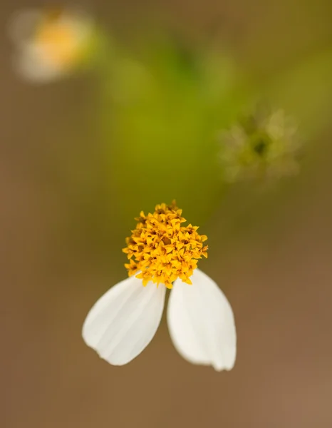 Niekompletne kwiat — Zdjęcie stockowe