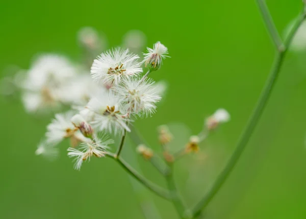 Löwenzahn — Stockfoto