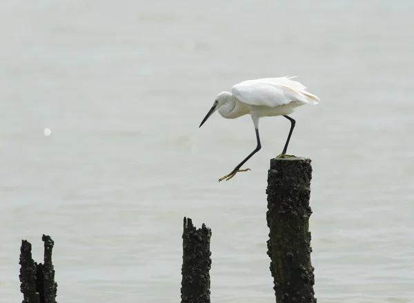 Grote berouw — Stockfoto