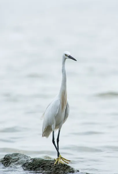 Gran garza. — Foto de Stock