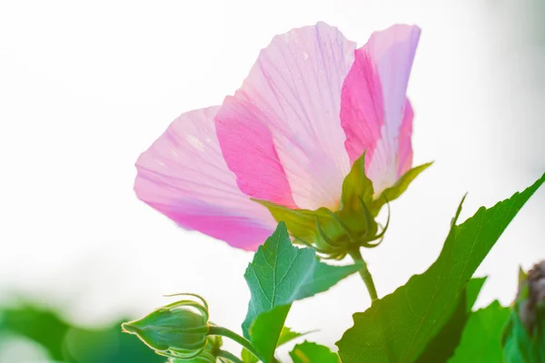 Pink petal — Stock Photo, Image