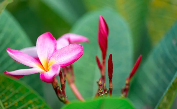 Plumeria rubra — Stockfoto