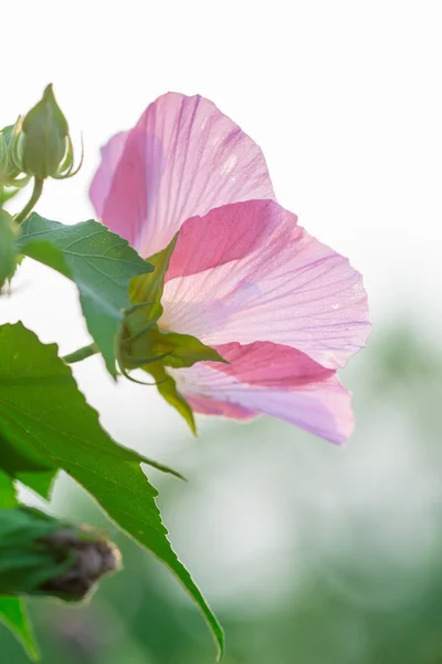 Pink petal — Stock Photo, Image