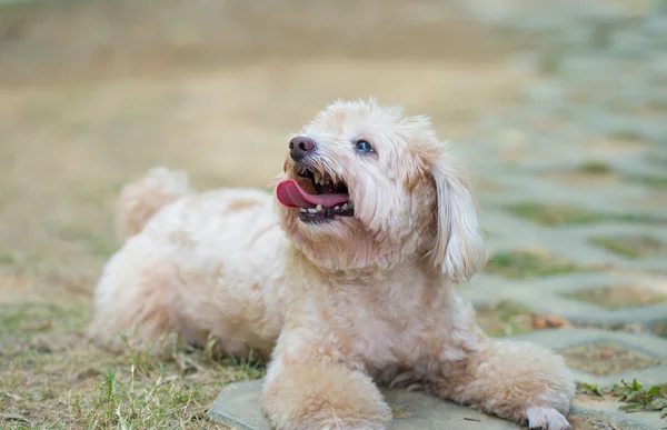 Little dog — Stock Photo, Image