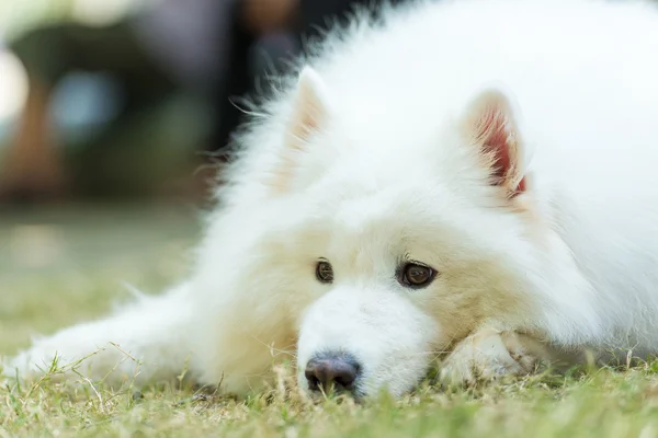 Cute white dog — Stock Photo, Image