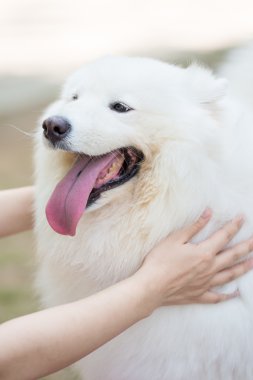 bir köpek tutun