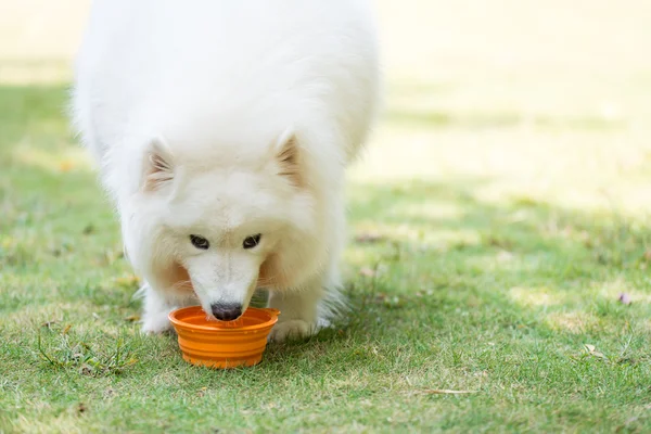 Dog eating — Stock Photo, Image