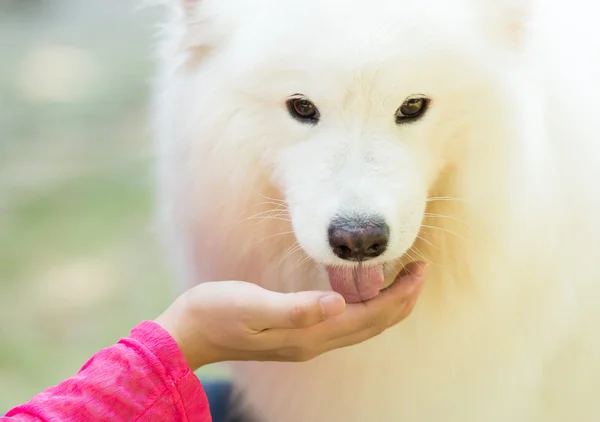 insanların el ve bir köpek