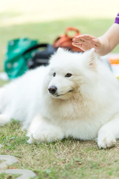 Fondle dog — Stock Photo, Image