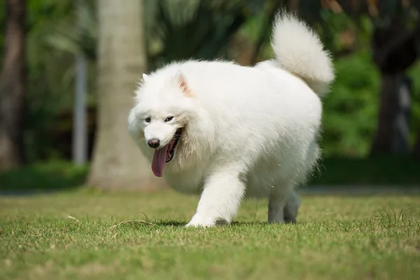 Walking dog — Stock Photo, Image