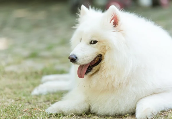 Sitting dog — Stock Photo, Image