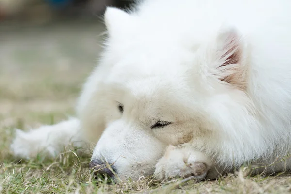 Lindo perro blanco — Foto de Stock