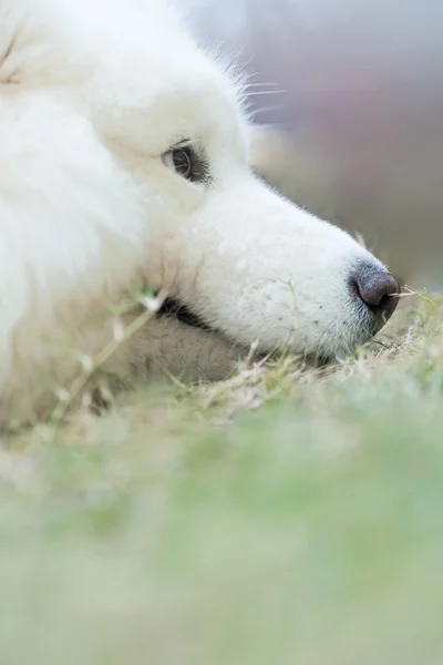 Cute white dog — Stock Photo, Image
