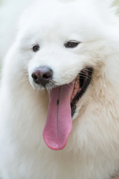Dog face — Stock Photo, Image