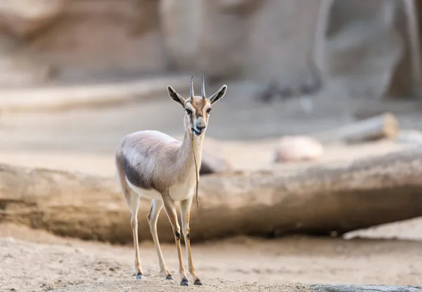 Gazelle — Stockfoto