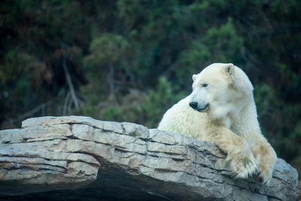 Eisbär — Stockfoto