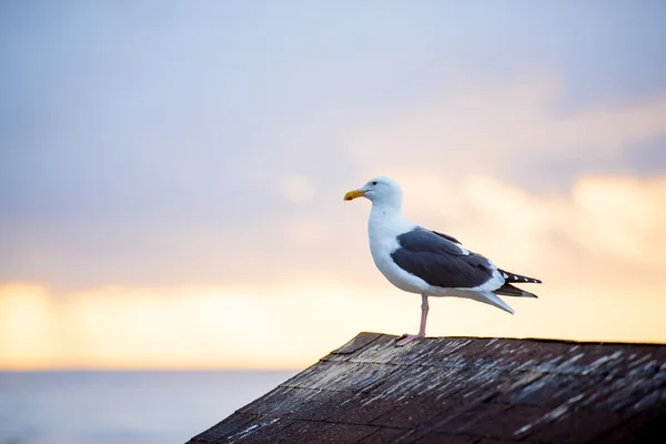 Seagull and sunset clouds — Stock Photo, Image