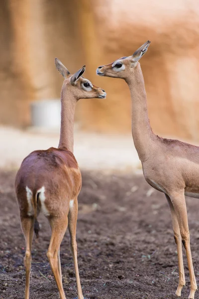 Due gazzelle — Foto Stock