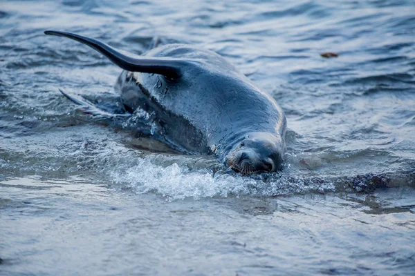 Sea lion in the sea — Stock Photo, Image