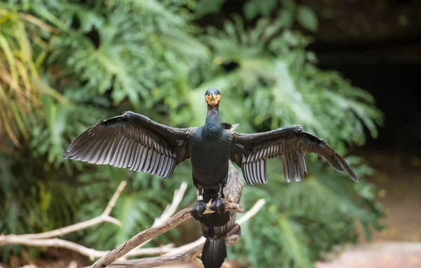 White-breasted cormorant — Stock Photo, Image