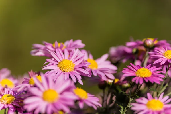 Chrysant bloemen — Stockfoto