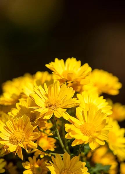 Chrysanthemum flowers — Stock Photo, Image