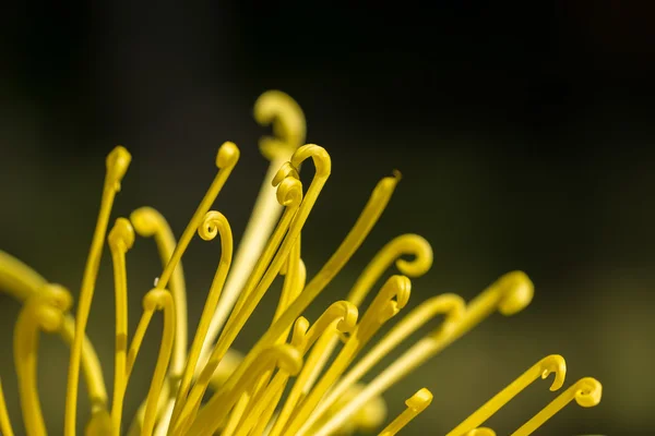 Chrysanthemum petal — Stock Photo, Image