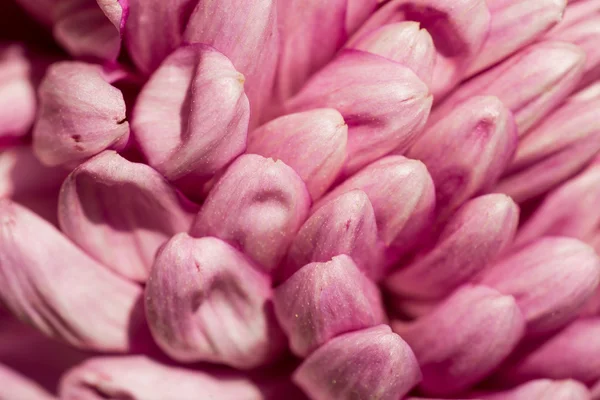 菊の花びら — ストック写真