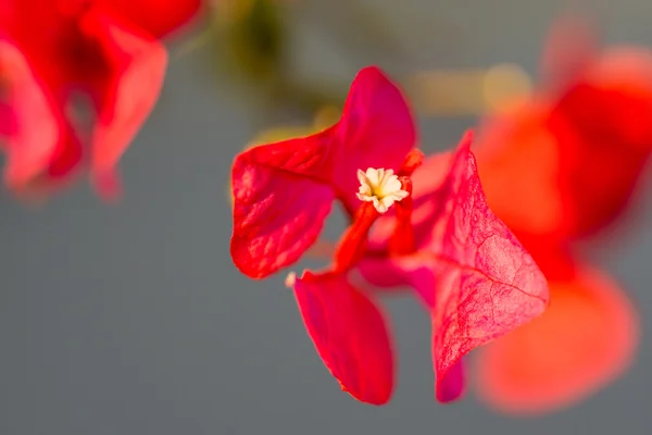 Bougainville — Zdjęcie stockowe