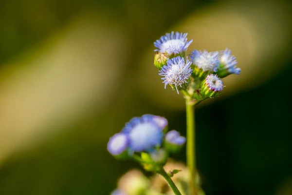 Asteraceae — Stock Photo, Image