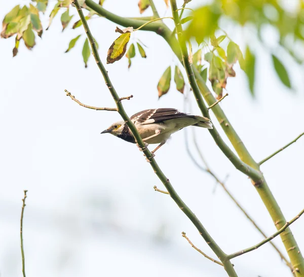 Oriental Magpie-Robin pássaro na árvore — Fotografia de Stock