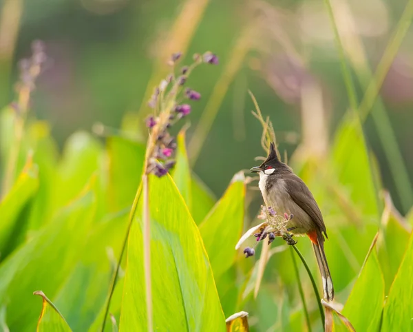 Röd-mindre bulbul fågel — Stockfoto