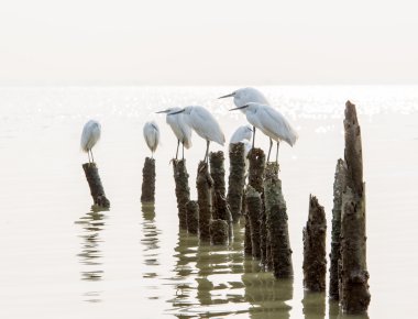 ak balıkçıl grubu